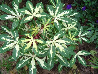Petty Leaves